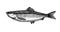 Atlantic herring, commercial fish, delicious seafood, engraving, sketch, for logo or emblem