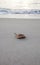 Atlantic Horseshoe crab Limulus polyphemus walks along the white