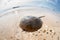 Atlantic Horseshoe Crab at Ocean`s Edge