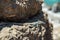 Atlantic lizard on rock close-up. Tenerife Island