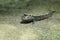 Atlantic mudskipper