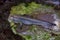 Atlantic mudskipper Periophthalmus barbarus.