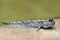 The Atlantic mudskipper Periophthalmus barbarus amphibious fish.