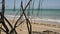 Atlantic ocean beach with mangrove trees