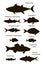Atlantic ocean fish silhouettes. Vector black outline image.