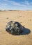 Atlantic ocean North America beach and big snail shell.