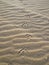 The Atlantic Ocean North America beach sand strips. Birds traces.