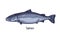 Atlantic ocean salmon, retro-styled drawing. Sea marine fish. Salmo salar, north cold water animal. Detailed hand-drawn