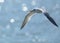 The Atlantic ocean sparkles as the seagull flies over the shoreline