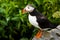 Atlantic Puffin