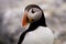 Atlantic Puffin