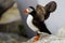 Atlantic Puffin