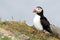 Atlantic Puffin