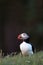 Atlantic Puffin