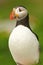 Atlantic Puffin