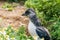 Atlantic puffin