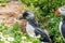 Atlantic puffin