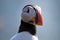 Atlantic puffin