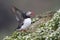 Atlantic Puffin