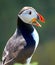 Atlantic Puffin