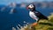 Atlantic puffin also know as common puffin is a species of seabird in the auk family. generative ai