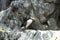 Atlantic Puffin bird
