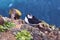 Atlantic Puffin bird, beautiful vibrant close-up portrait, Horned Puffin also known as Fratercula, nesting on a cliff of