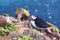Atlantic Puffin bird, beautiful vibrant close-up portrait, Horned Puffin also known as Fratercula, nesting on a cliff of