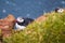 Atlantic Puffin bird, beautiful vibrant close-up portrait, Horned Puffin also known as Fratercula, nesting on a cliff of