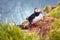 Atlantic Puffin bird, beautiful vibrant close-up portrait, Horned Puffin also known as Fratercula, nesting on a cliff of