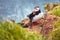 Atlantic Puffin bird, beautiful vibrant close-up portrait, Horned Puffin also known as Fratercula, nesting on a cliff of