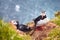 Atlantic Puffin bird, beautiful vibrant close-up portrait, Horned Puffin also known as Fratercula, nesting on a cliff of