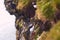 Atlantic Puffin bird, beautiful vibrant close-up portrait, Horned Puffin also known as Fratercula, nesting on a cliff of