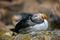 Atlantic puffin, bird, relax, portrait, cute