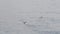 Atlantic puffin birds swimming on ocean water. Fratercula arctica birs in sea