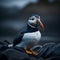 Atlantic puffin on black rocks. natural background.