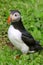 Atlantic puffin in breeding plumage