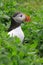 Atlantic puffin in breeding plumage