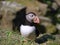 Atlantic puffin in breeding plumage