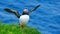 Atlantic puffin bringing catch in its beak. Bokeh. Copy space