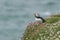 Atlantic puffin calling on Great Saltee Island