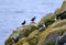 Atlantic Puffin at Cape Bonavista