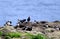 Atlantic Puffin at Cape Bonavista