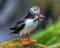 Atlantic puffin carry fish