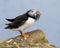 Atlantic puffin with a catch of sand eels