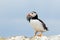 Atlantic puffin with a catch of sand eels