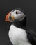 Atlantic puffin closeup portrait