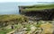 Atlantic puffin colony in Noss island, UK.