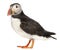 Atlantic Puffin or Common Puffin