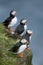 Atlantic Puffin or Common Puffin